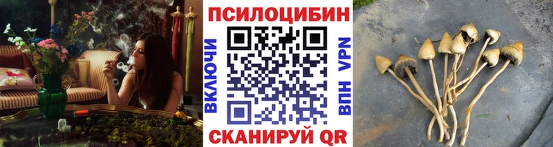 Псилоцибиновые грибы Psilocybe  магазин продажи   Новошахтинск 